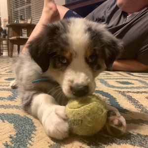 Meet your Posher, Betsy